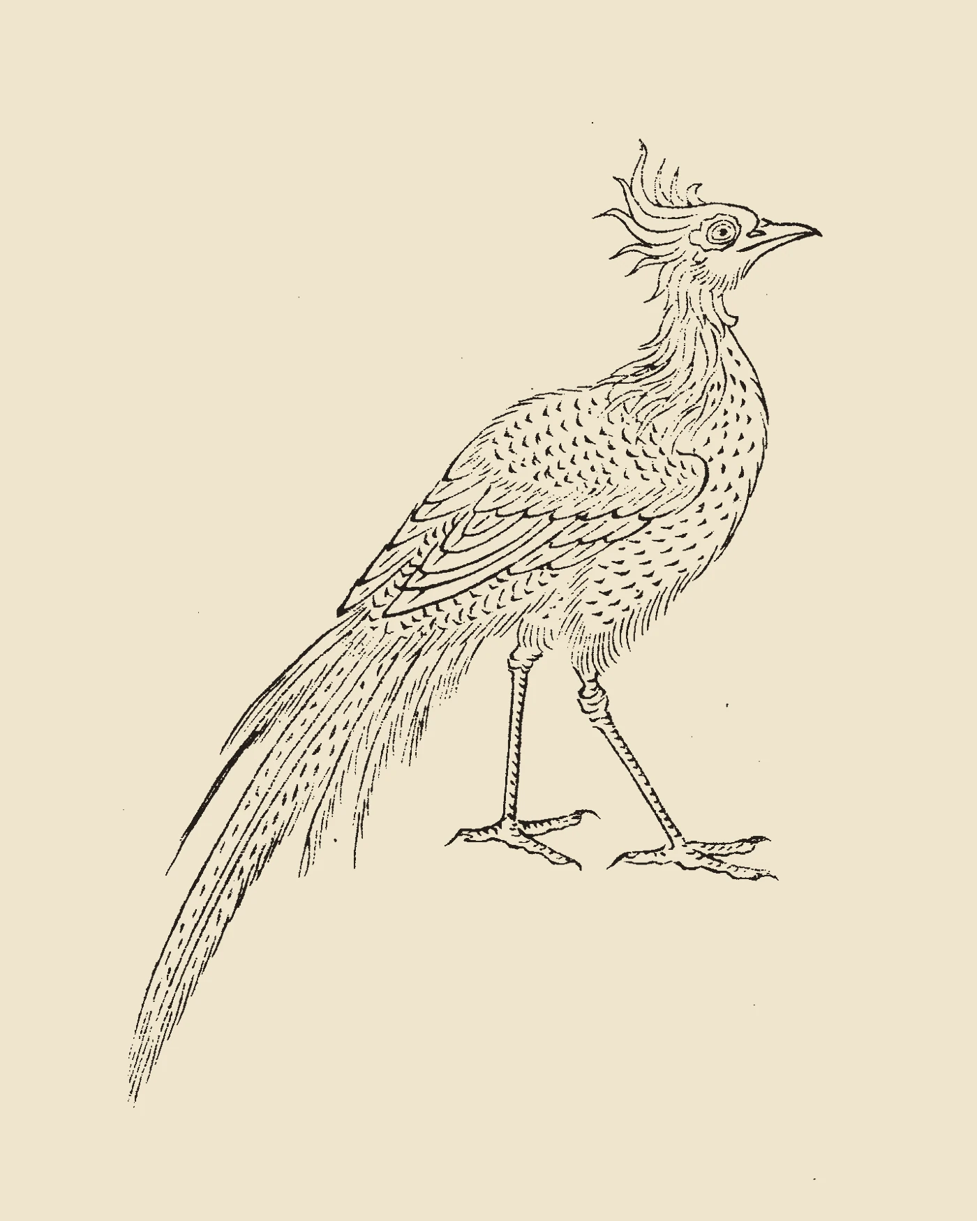 Woodblock print from Gujin Tushu Jicheng showing the pheasant-like bird Danghu gliding with outspread facial whiskers, inscribed 'Danghu Tu'