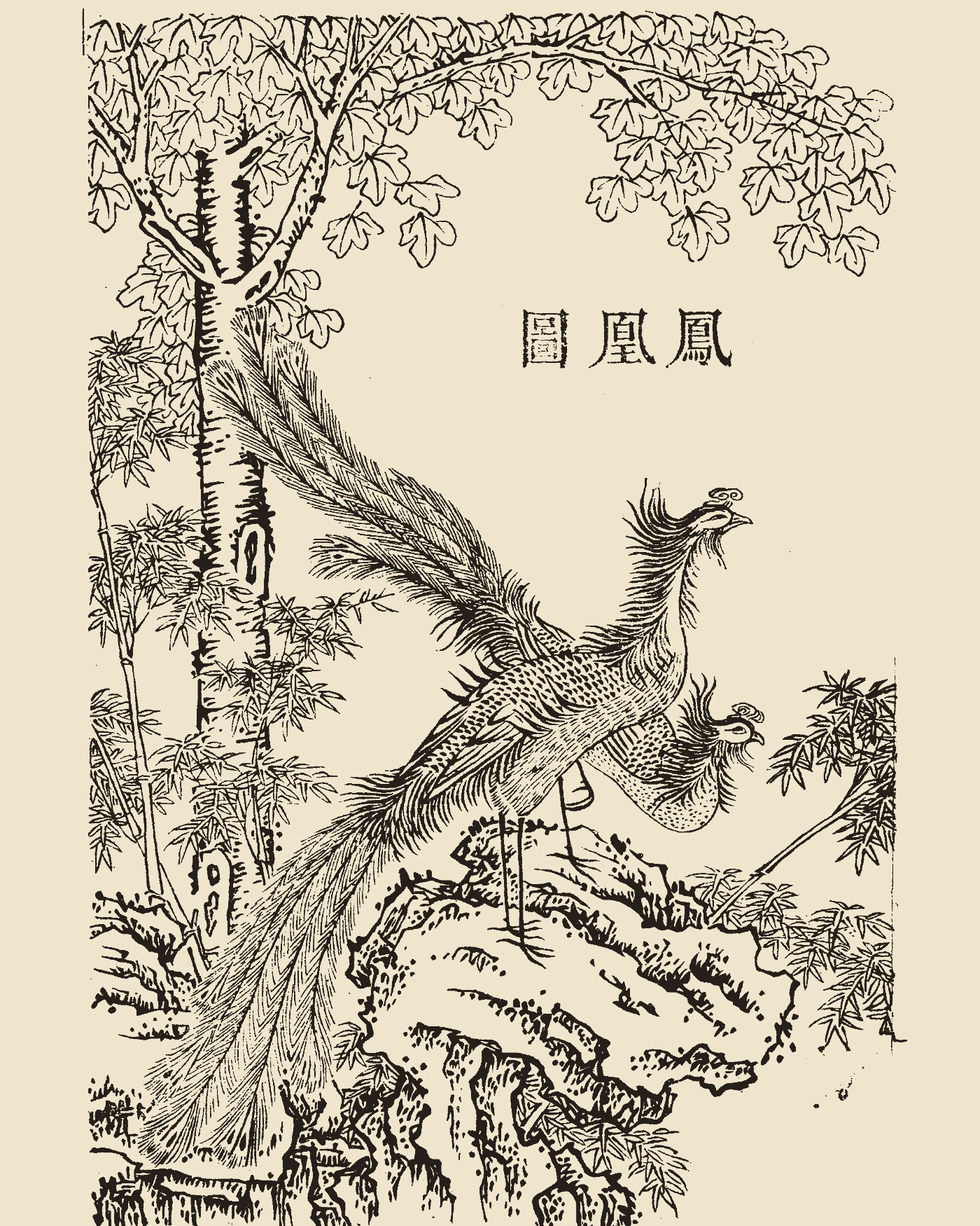 Woodblock print of Fenghuang perched gracefully upon garden rocks surrounded by flowering trees and bamboos, with ornate crest, sweeping tail plumes and cloud scrolls, inscribed with 'Fenghuang Tu'