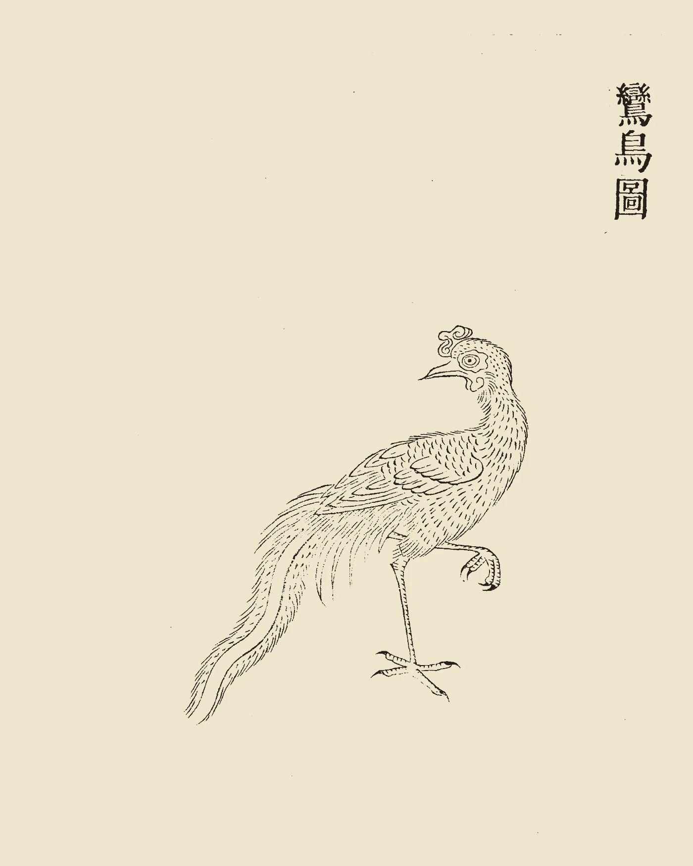 Woodblock print from Gujin Tushu Jicheng showing a long-tailed crested bird standing on one leg, inscribed 'Luan Niao Tu'