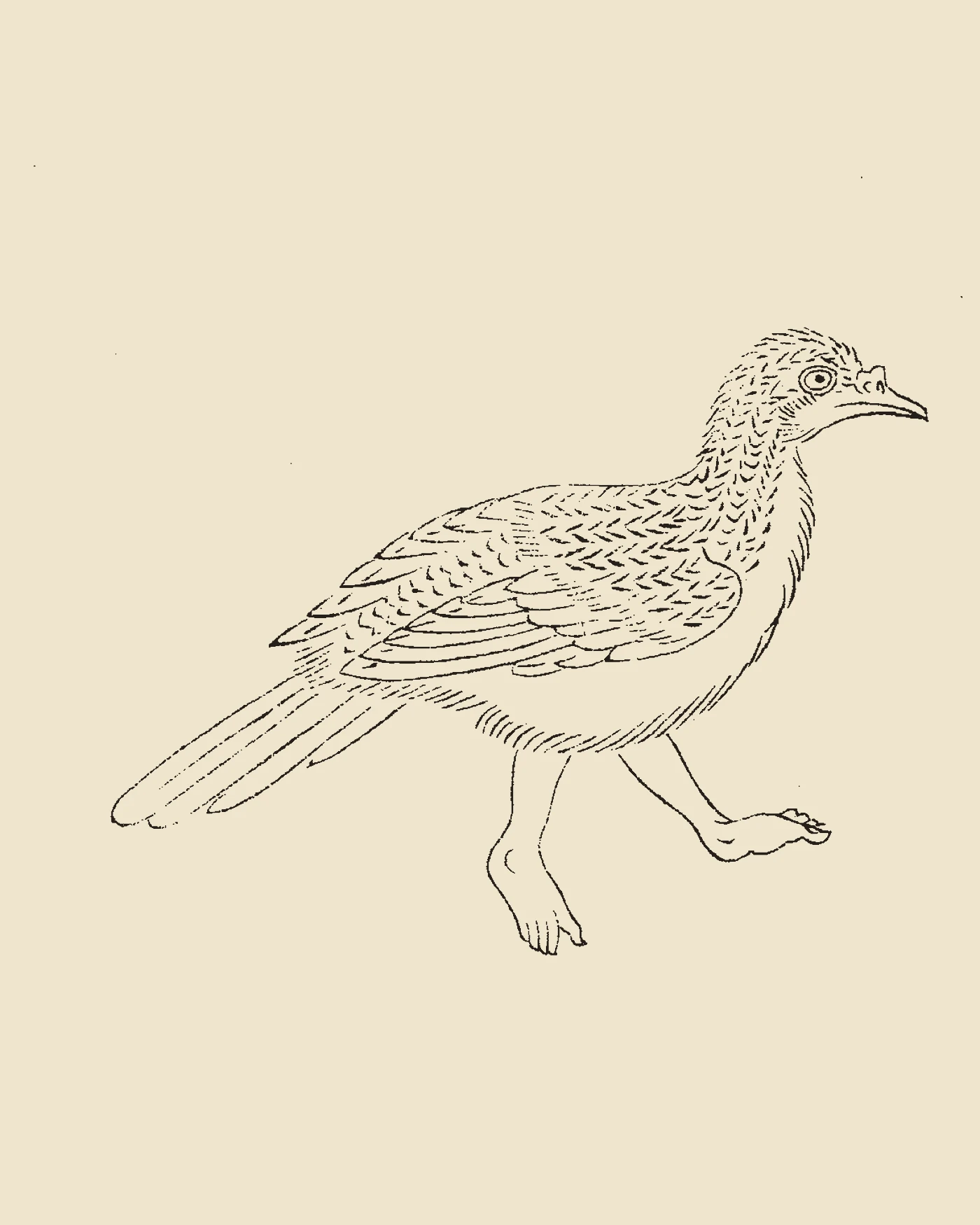 Woodblock print from Gujin Tushu Jicheng showing the owl-like raptor Shusi with distinctive human feet perched on rock, inscribed 'Shusi Tu'