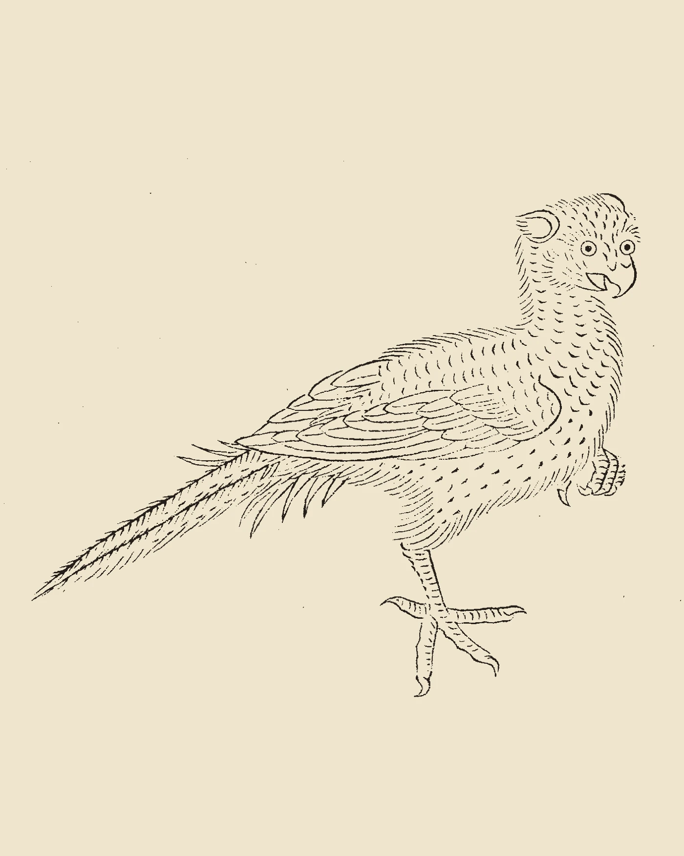 Woodblock print from Gujin Tushu Jicheng showing Songsi, a bird with the body of a pheasant and a human face, leaping alertly